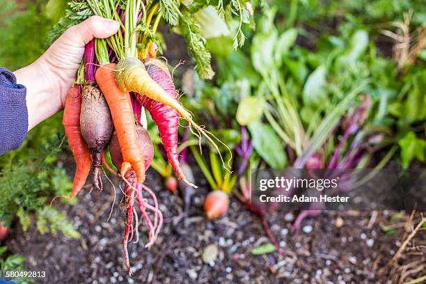 caucasian farmer holding fresh vegetables in garden - turnip stock pictures, royalty-free photos & images