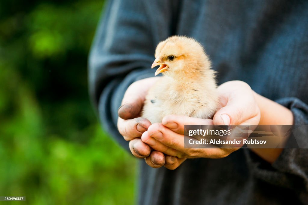 Caucasian farmer holding chick