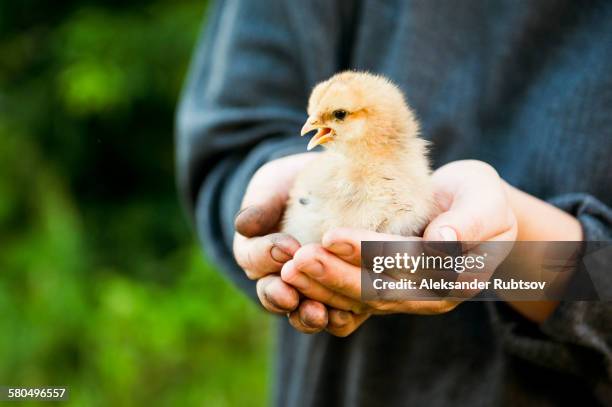 caucasian farmer holding chick - baby chicken bildbanksfoton och bilder