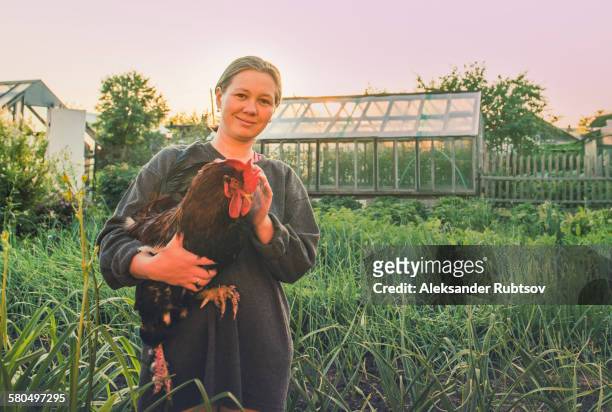 caucasian farmer holding chicken in garden - funny rooster stock pictures, royalty-free photos & images