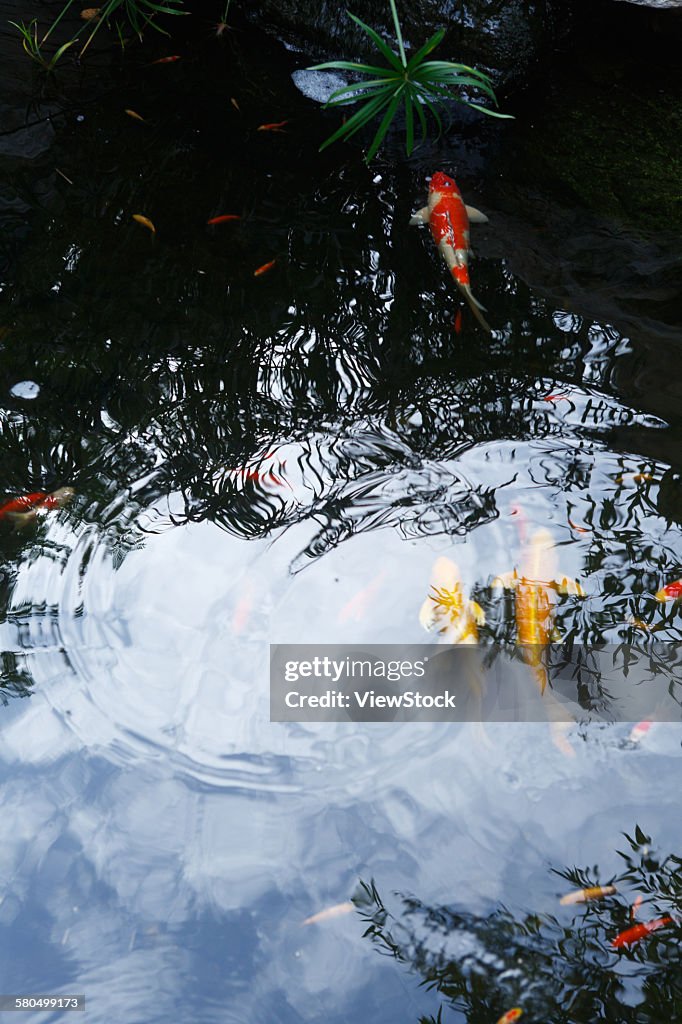 Close-Up Of Koi Carps Swimming In Pond