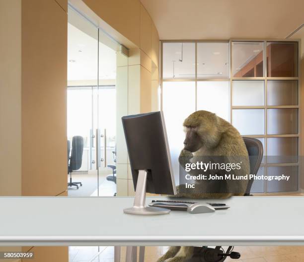 monkey working at computer in office - monkey see stock pictures, royalty-free photos & images