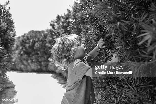 caucasian baby boy peering through bushes in backyard - sarasota stock pictures, royalty-free photos & images