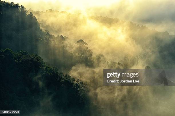 early morning fog - penetrating stock pictures, royalty-free photos & images