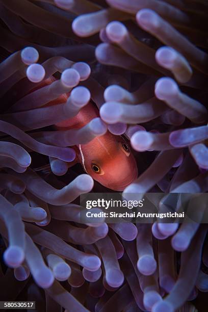 a pink anemonfish takes shelter in sea anemone - amphiprion akallopisos stock pictures, royalty-free photos & images