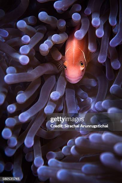 a pink anemonefish among tentacles of sea anemone - amphiprion akallopisos stock pictures, royalty-free photos & images