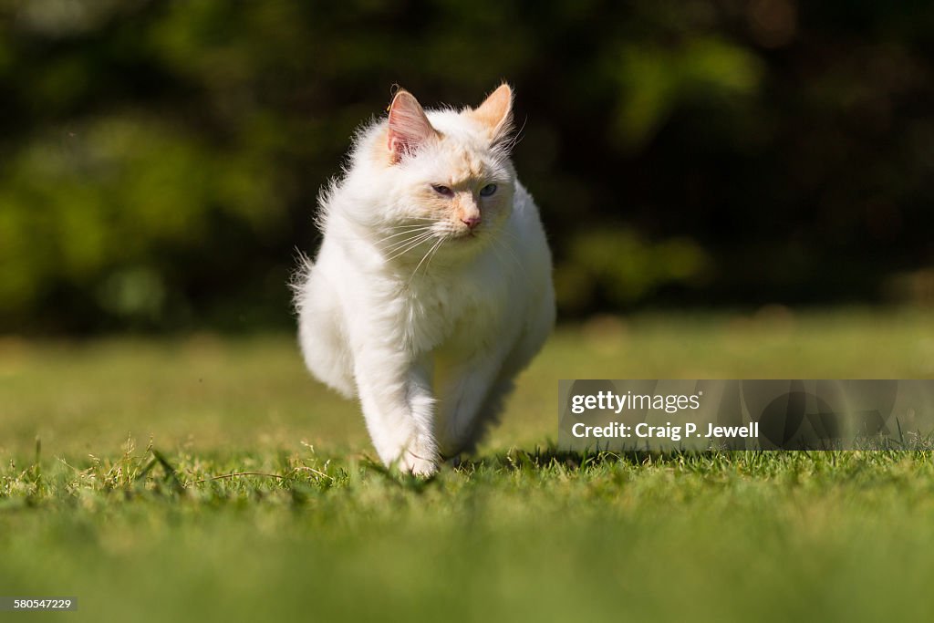 Furry Ragdoll Strutting Confidently Across a Field