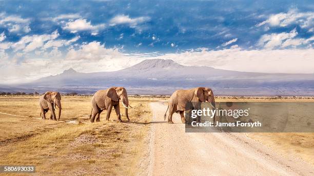 three giants - amboseli nationalpark stock-fotos und bilder