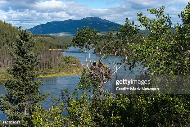 nesting bald eagle - eagle nest foto e immagini stock