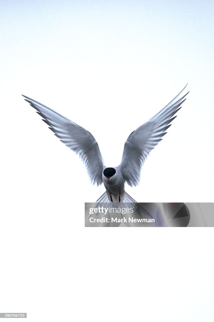 Arctic tern