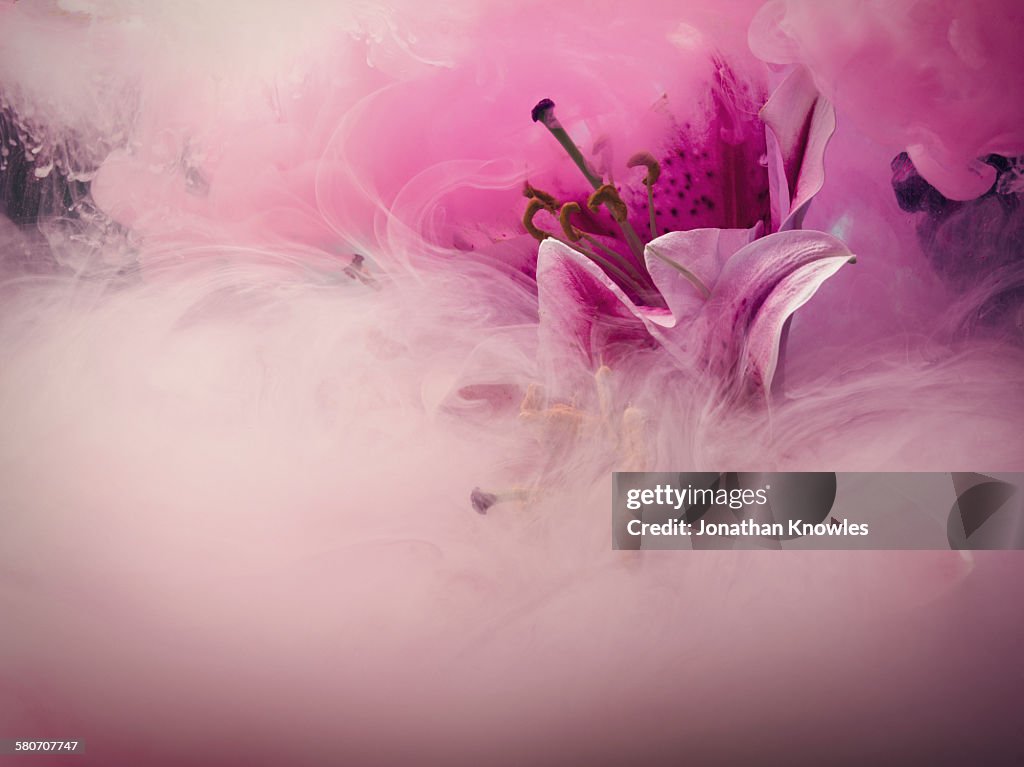 Lilly flower in a water tank with dissolving paint