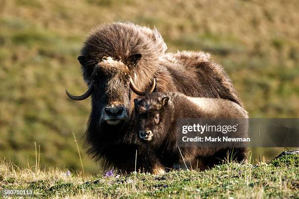 wild muskox - musk ox stock-fotos und bilder