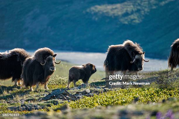 wild muskox - nature reserve stock pictures, royalty-free photos & images