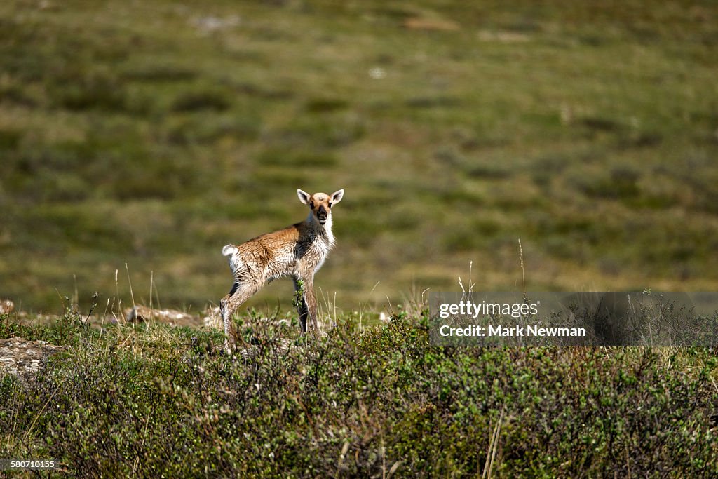 Baby Caribou calf