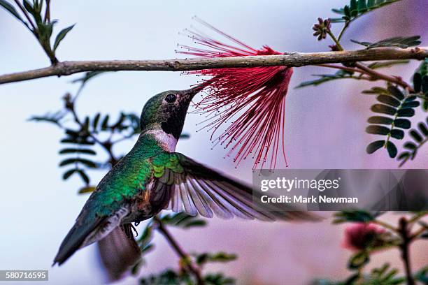 costa's hummingbird - hummingbird stock pictures, royalty-free photos & images