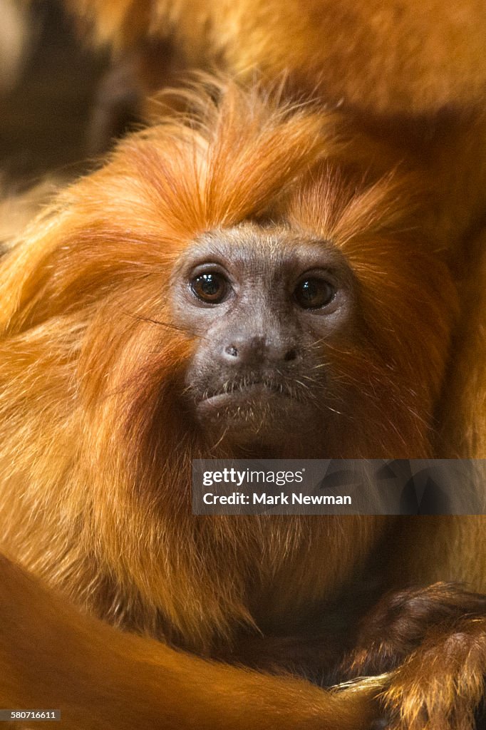 Golden lion tamarin