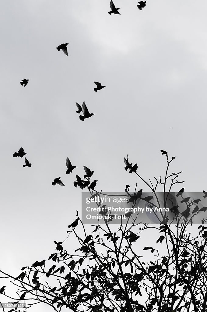 Birds