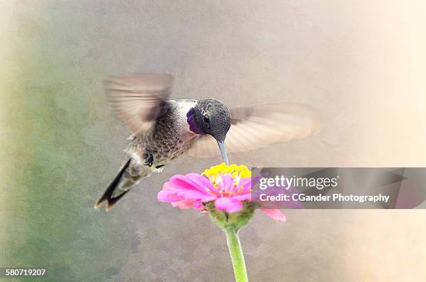 black-chinned hummingbird - pollen air stock pictures, royalty-free photos & images