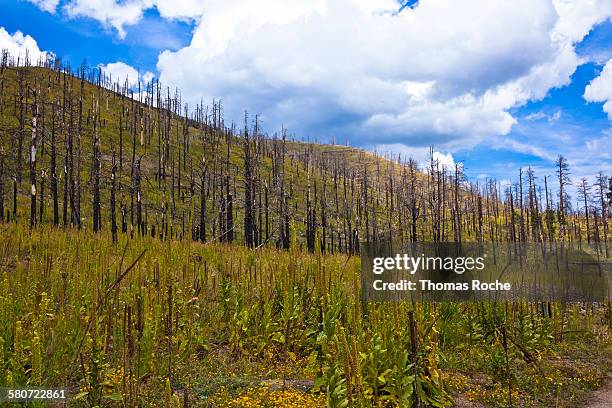 the fire aftemath in the coconino national forest - flagstaff arizona stockfoto's en -beelden