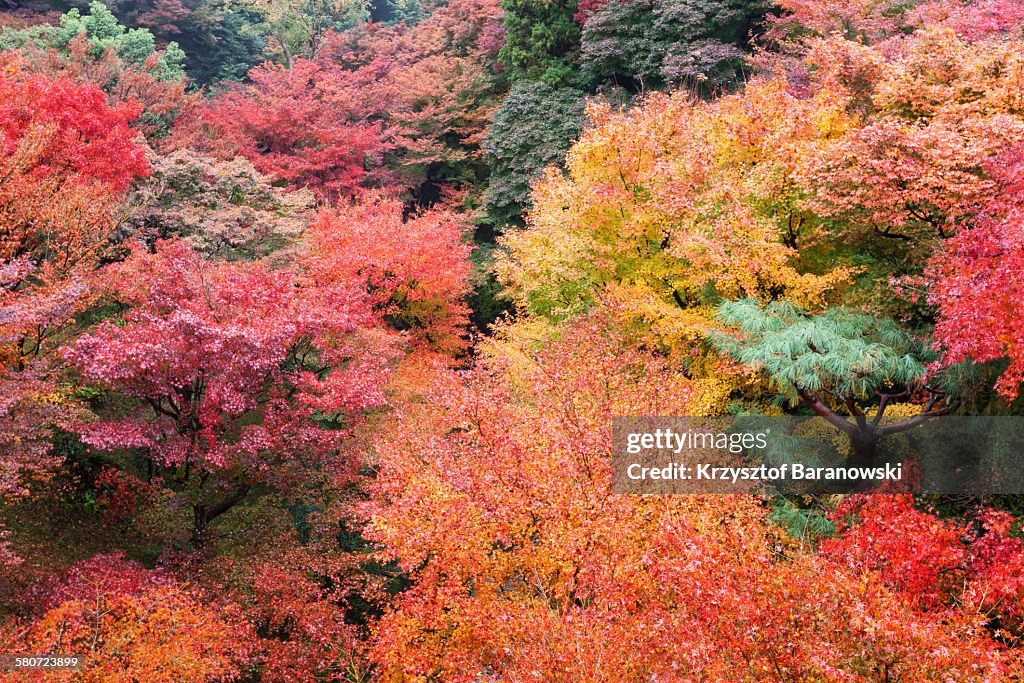 Tofuku-ji temple autumn Foliage