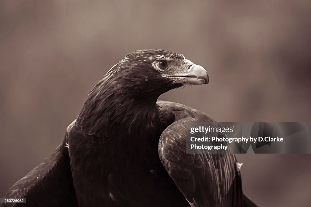 Wedge tail eagle