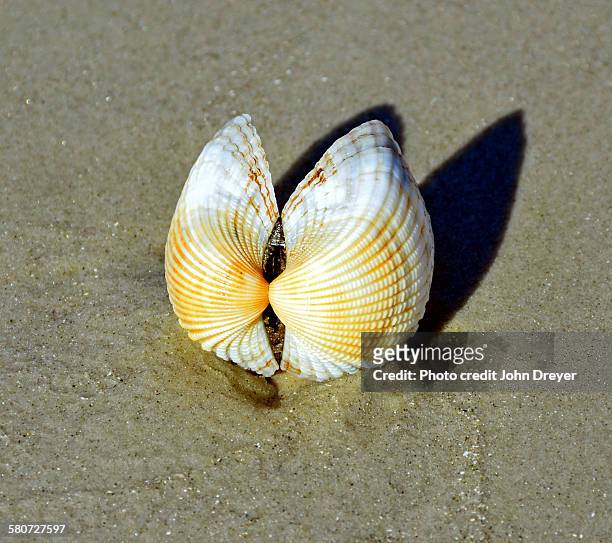 seashell on the beach - coquille de coque photos et images de collection