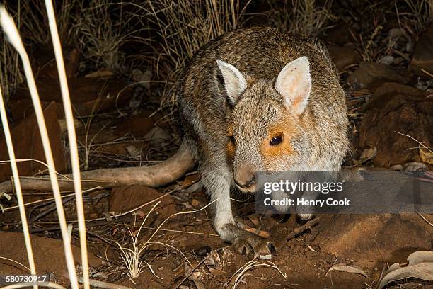 spectacled hare wallaby - extinct species stock pictures, royalty-free photos & images