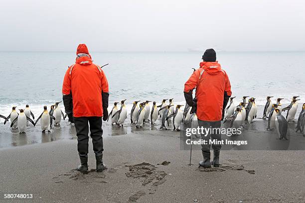 two people looking at a small colony of king penguins on a beach in south georgia. - antarctica people stock pictures, royalty-free photos & images