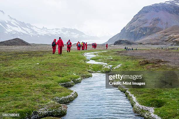 group of people walking near fortuna bay on south georgia, snow-covered mountains in the background. - antarctica people stock pictures, royalty-free photos & images
