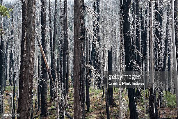 charred tree trunks in the willamette national forest after a fire. - forest fire oregon stock pictures, royalty-free photos & images