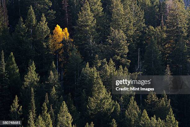 View from above of an aspen tree in bright autumn foliage, among dark pine trees.