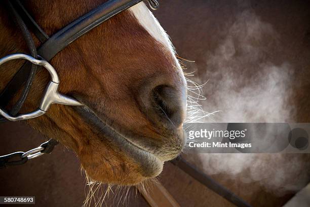 a horse with bridle and bit, breathing heavily after exercise, steam rising in cold air. - zügel stock-fotos und bilder