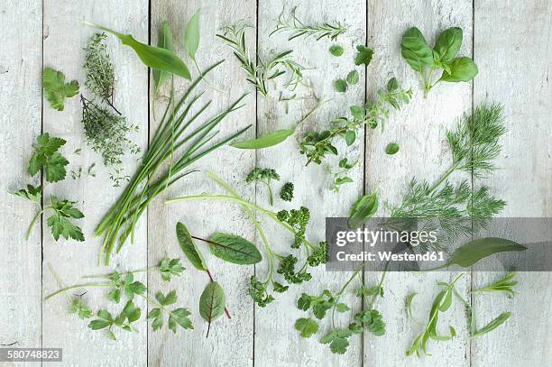 different fresh herbs on white wood - tarragon stock pictures, royalty-free photos & images