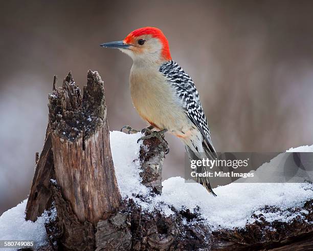 red headed woodpecker perching on a branch covered in snow. - woodpecker stock pictures, royalty-free photos & images