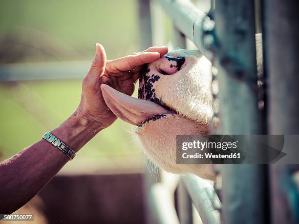 cow licking woman's hand - scheune stock-fotos und bilder