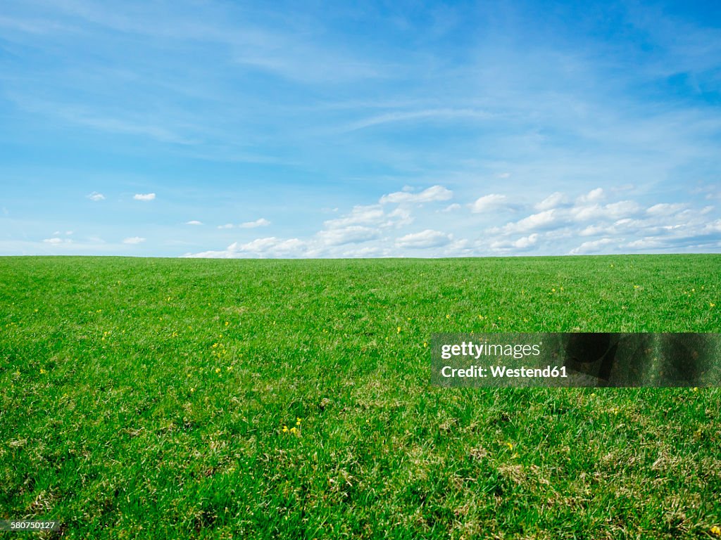 Germany, Black Forest, view to a meadow