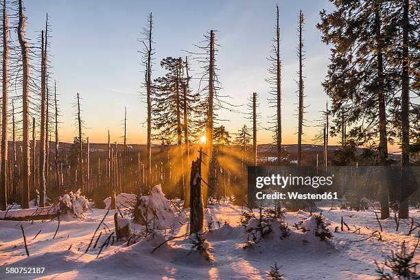 germany, saxony-anhalt, harz national park, brocken mountain in winter, sunset - neve profunda imagens e fotografias de stock