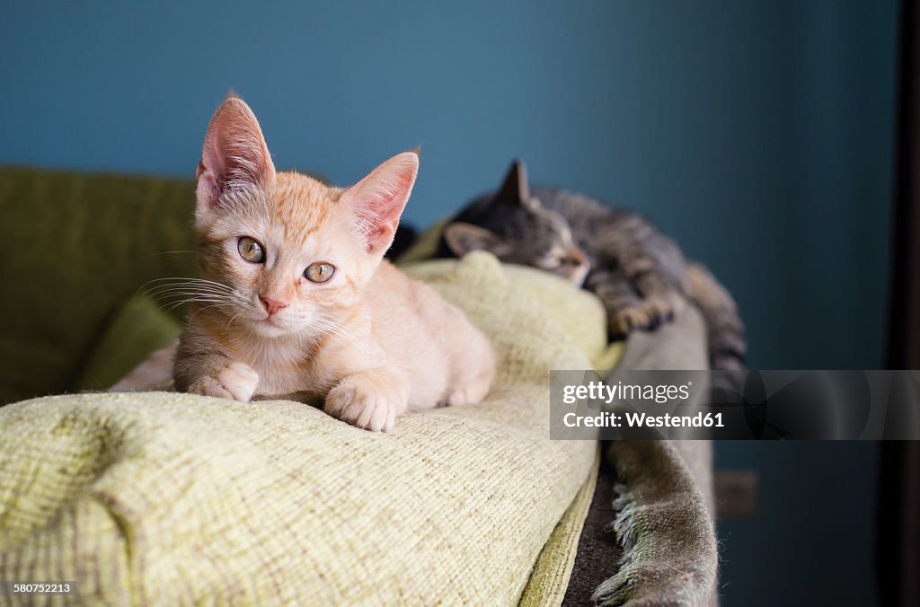 Two cats lying on backrest of a couch