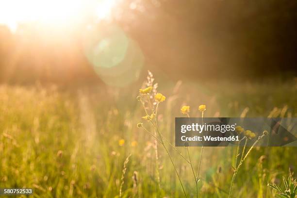 buttercups on a meadow at evening light - buttercup stock pictures, royalty-free photos & images