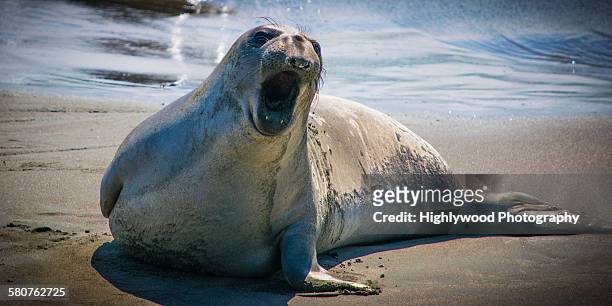 elephant seal speaks - hearst castle stock pictures, royalty-free photos & images