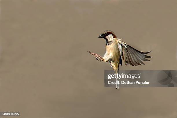 male house sparrow flying - house sparrow stock pictures, royalty-free photos & images