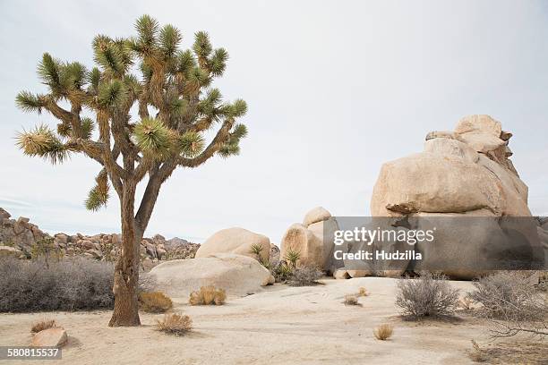 joshua tree growing by rocks at desert against sky - arbre de josué photos et images de collection