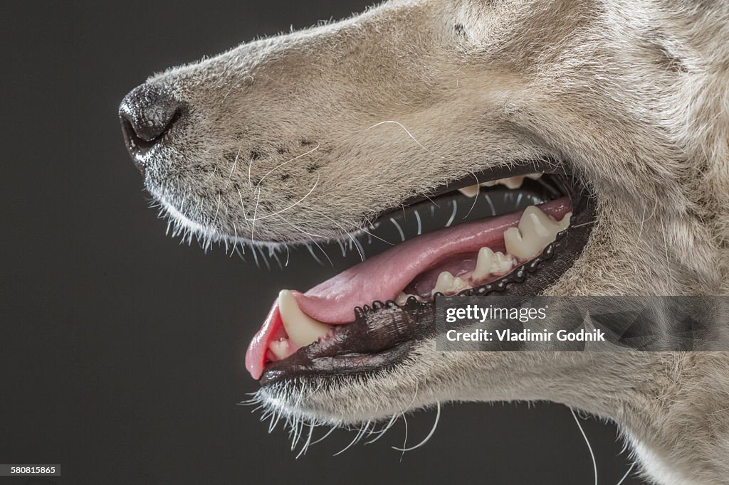 Cropped image of Siberian Husky over gray background