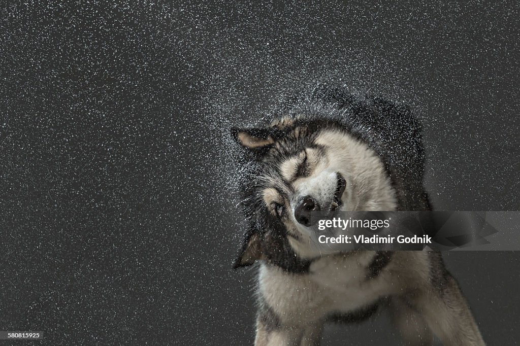 Siberian Husky shaking off water over gray background