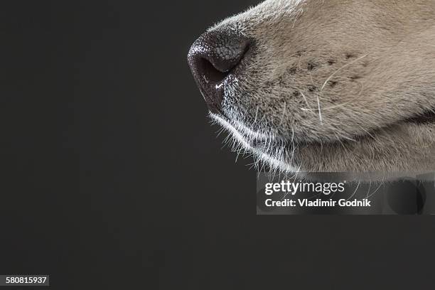 cropped image of siberian husky over gray background - animal whisker stock pictures, royalty-free photos & images