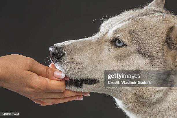 close-up of woman feeding siberian husky over gray background - dog and human hand stock pictures, royalty-free photos & images