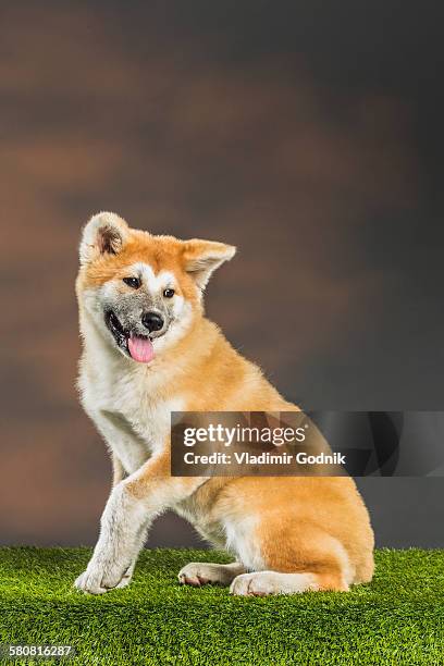 japanese akita sitting on grassy field - akita inu stock pictures, royalty-free photos & images