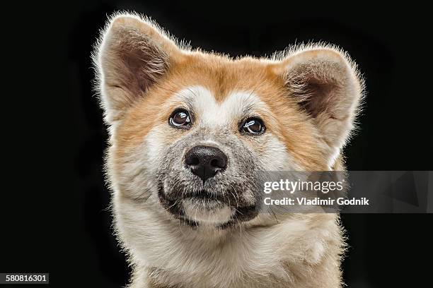 portrait of japanese akita over black background - akita inu stock pictures, royalty-free photos & images