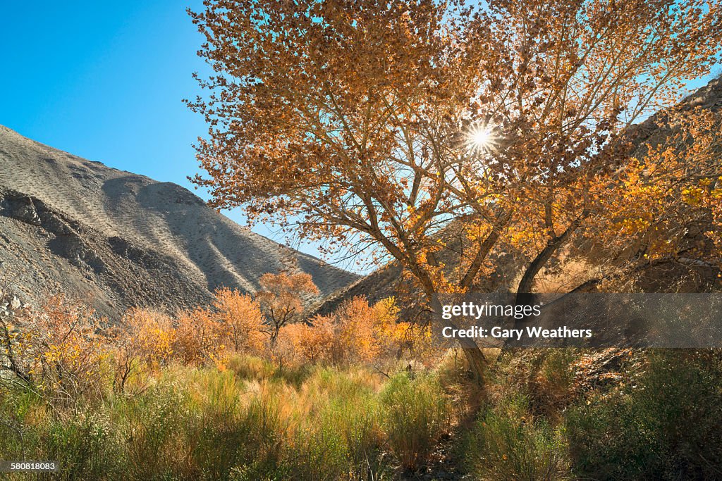 USA, California, Death Valley National Park, View of Cottonwood Canyon