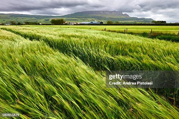 Irish Rural Field Irish Field Photos and Premium High Res Pictures - Getty Images